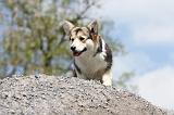 CORGI PEMBROKE 468